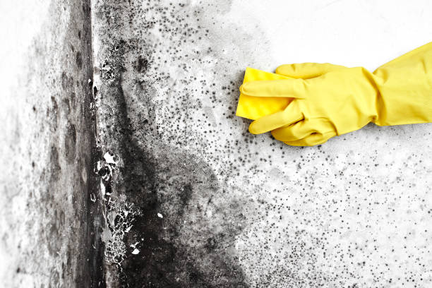 Best Affordable Mold Removal  in Canton, OH
