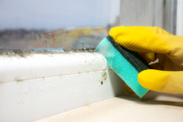 Best Mold Testing  in Canton, OH