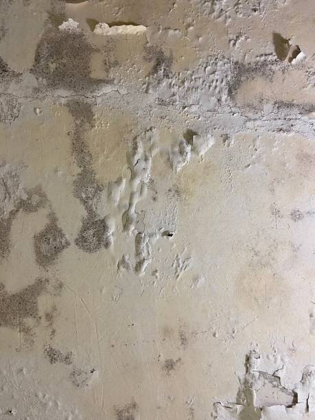Crawl Space Mold Removal in Canton, OH