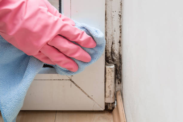 Best Best Mold Removal Companies  in Canton, OH