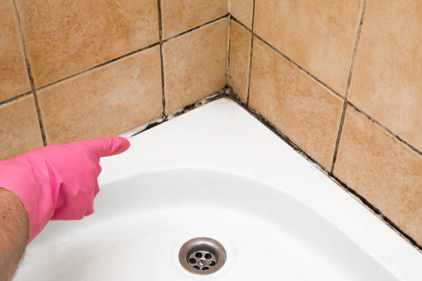 Best Mold Damage Repair  in Canton, OH